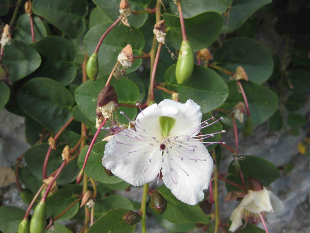 Agriturismo "La Rosa Canina" Panzió Lerici Kültér fotó