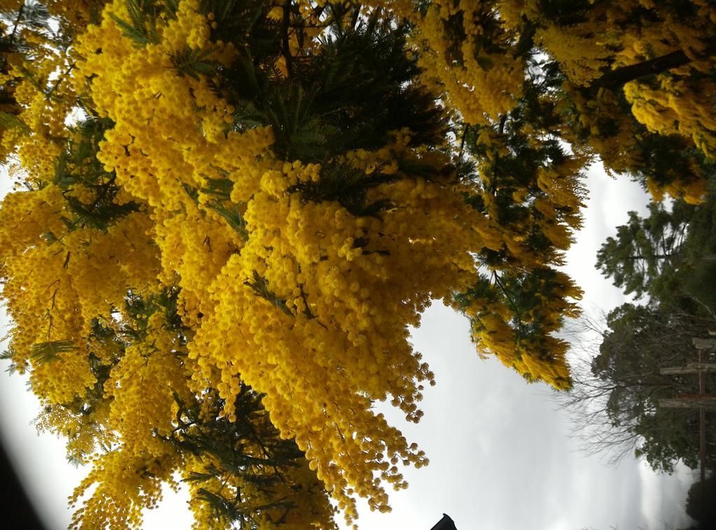Agriturismo "La Rosa Canina" Panzió Lerici Kültér fotó